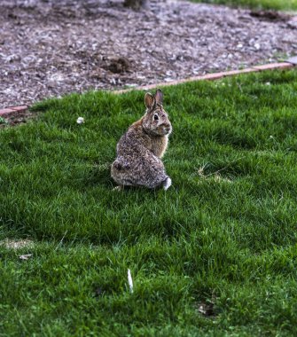 Yeşil çimenlerin üzerinde oturan tavşan