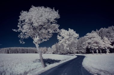 Gökyüzünün altındaki karlı ağaçlarla dolu bir manzara.