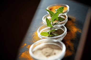 Siyah arka planda otlar