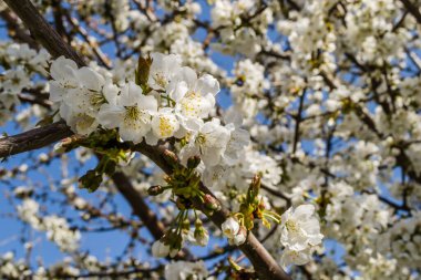 # Ağaç dalları, çiçek açan beyaz çiçeklerle # # bahar günü mavi gökyüzüne karşı # 