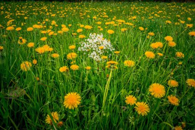Yazın karahindiba dolu bir çayıra yakın çekim.