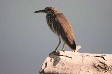 Bagajda duran Hint balıkçıl balığının yakın görüntüsü.