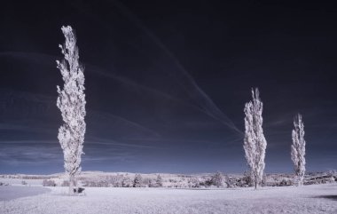 Ağaçların doğal bir manzarası ve karanlık gökyüzünün altında karla kaplı büyük bir tarla.