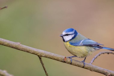 A small Eurasian blue tit bird perched on the tree branch