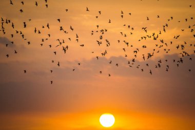 Günbatımı gökyüzünün arka planında uçan birçok yarasanın görüntüsü.