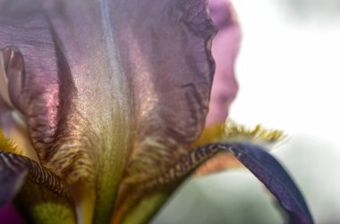 Yaz tarlasında büyüyen iris çiçeklerinin makro çekimi 