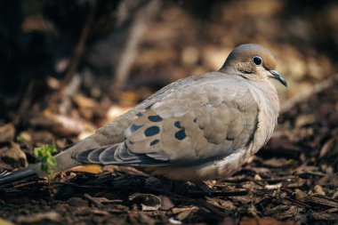 Yas güvercininin seçici odak noktası (zenaida makroura)
