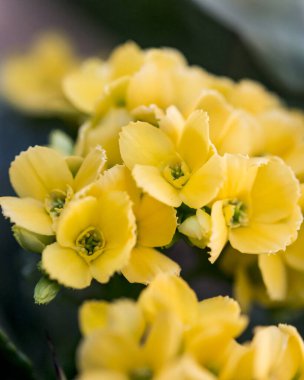 Çiçek açan parlak sarı çiçek kümeleri.