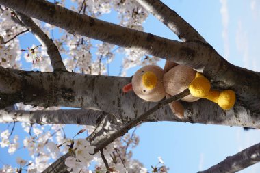 Doldurulmuş ördek ağaç dalında asılı.