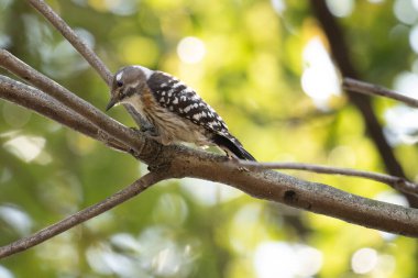 Bir daldaki Japon pigme ağaçkakanın yakın çekimi.