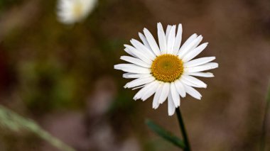 Papatya çiçeği açar, yaz çiçekleri 