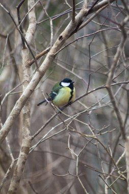 A vertical shot of a great tit on a leafless tree