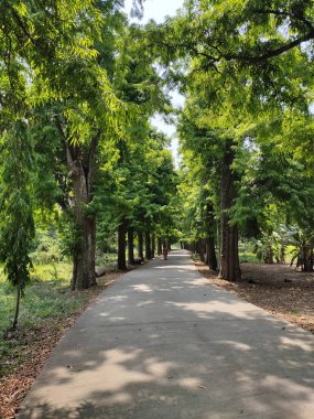 Hindistan, Kolkata 'daki botanik bahçesinde yürüyüş yolu boyunca yemyeşil ağaçların dikey görüntüsü.