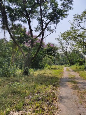 Güneşli bir günde Kolkata botanik bahçesindeki patikanın dikey çekimi.