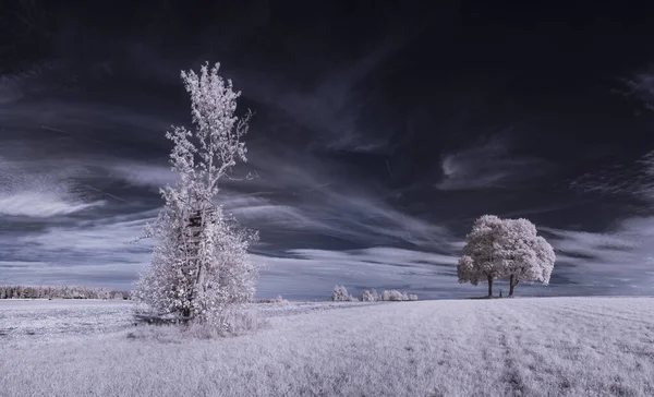 Landscape Snowy Trees Sky Clouds — Stock Photo, Image