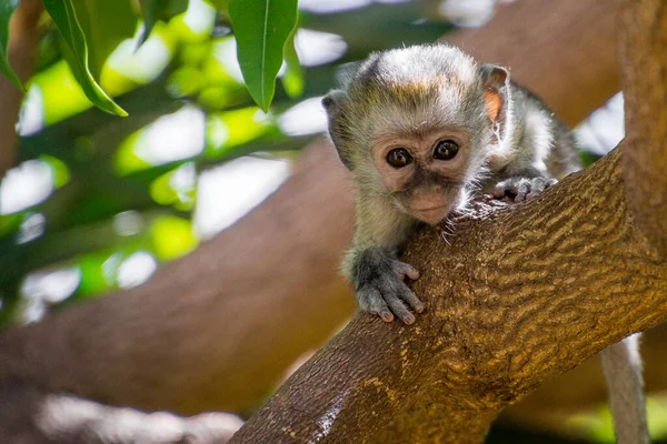 Ein Süßer Affe Auf Einem Baum Bei Einer Safari Einem — Stockfoto
