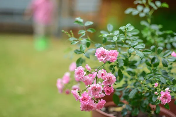 Eine Nahaufnahme Von Einem Strauch Von Mini Rosa Rosen Auf — Stockfoto