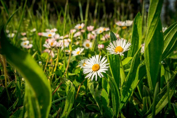 春天在草地上生长的雏菊的特写 — 图库照片