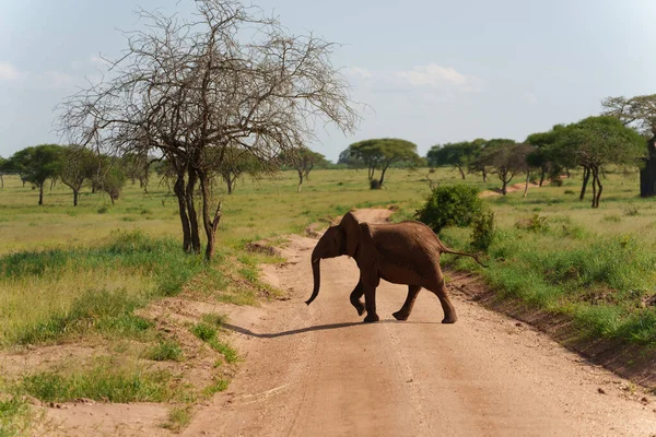 Gros Plan Éléphant Brousse Afrique Serengeti Tanzanie — Photo