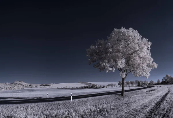 Paisaje Con Árboles Nevados Bajo Cielo Con Nubes —  Fotos de Stock