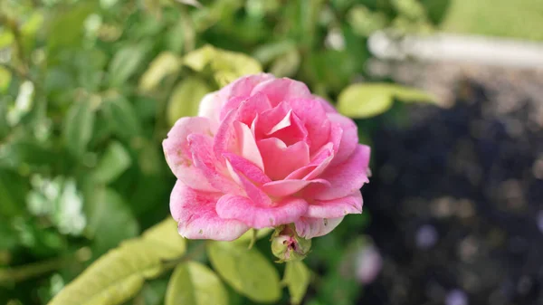 Ένα Κοντινό Πλάνο Ενός Ροζ Τριαντάφυλλου Που Ανθίζει — Φωτογραφία Αρχείου
