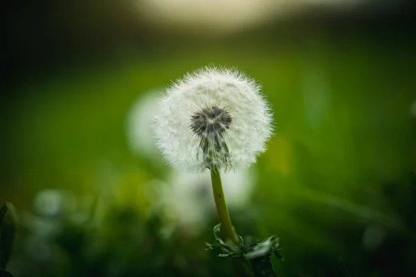 Closeup White Dandelion Green Meadow — Stock Photo, Image