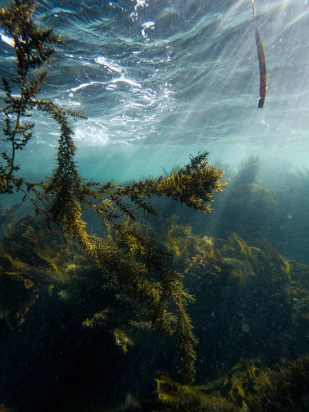 Plan Vertical Algues Marines Sous Eau Pénétrant Lumière Soleil Australie — Photo