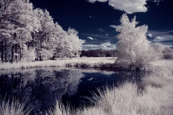 Пейзаж Сніговими Деревами Під Небом Хмарами — стокове фото