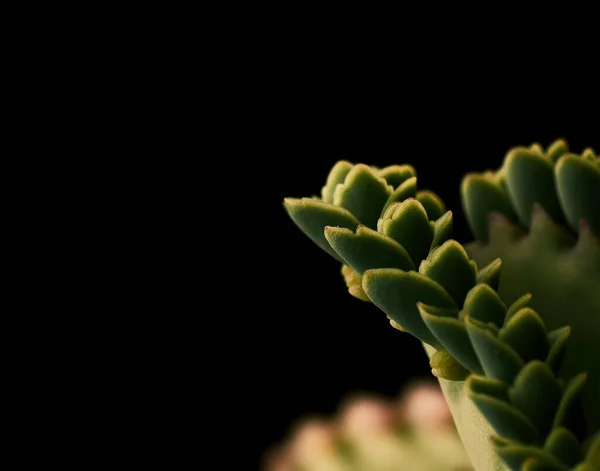 Closeup Succulent Plant Black Background — Stock Photo, Image