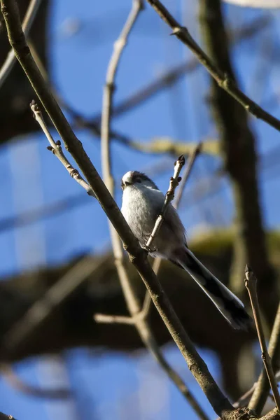 Vertical Close Shot Long Tailed Tit Branch — Stockfoto