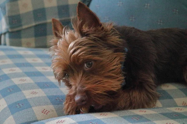 Ένα Κοντινό Πλάνο Ενός Σκύλου Γιορκσάιρ Τεριέ Στον Καναπέ — Φωτογραφία Αρχείου