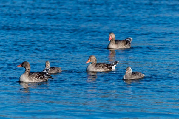 一群褐色的鸭子在蓝色的水里游泳 — 图库照片