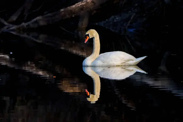 Primer Plano Cisne Blanco Nadando Estanque Reflexionando Sobre Agua — Foto de Stock