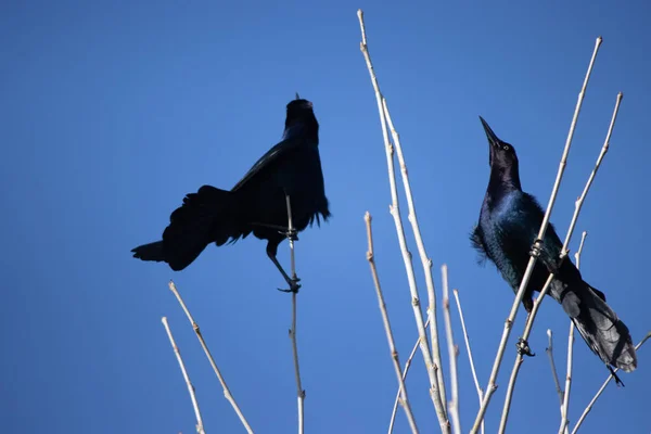 Les Corbeaux Assis Sur Les Hautes Branches — Photo