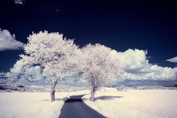 Eine Landschaft Mit Schneebedeckten Bäumen Unter Wolken — Stockfoto