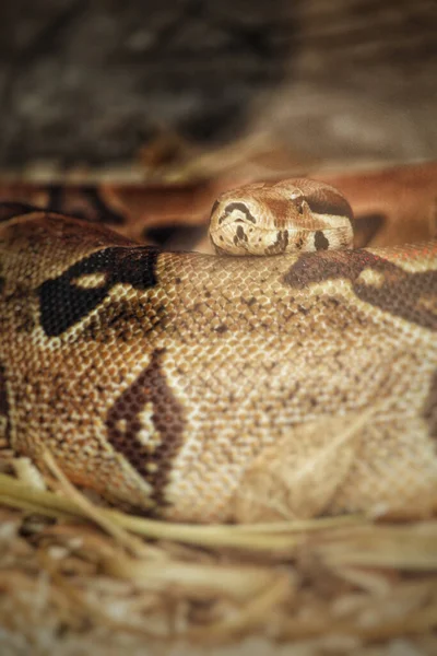 Gros Plan Python Motifs Dans Zoo Dream Village Maroc — Photo