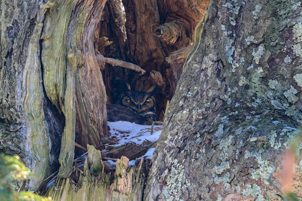 Velká Rohatá Sova Hnízdící Dutině Stromu — Stock fotografie