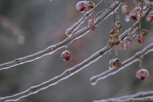 얼어붙은 나뭇가지가 — 스톡 사진