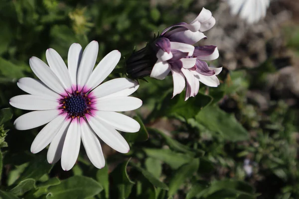 Die Dimorphotheca Blüht Einem Sonnigen Tag — Stockfoto