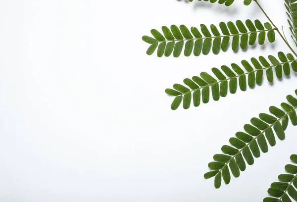 Piękny Widok Tamaryndowca Zielone Liście Prawej Stronie Izolowane Białym Tle — Zdjęcie stockowe