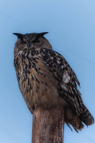 Close Vertical Eurasian Eagle Owl Bubo Bubo Empoleirado Sobre Madeira — Fotografia de Stock