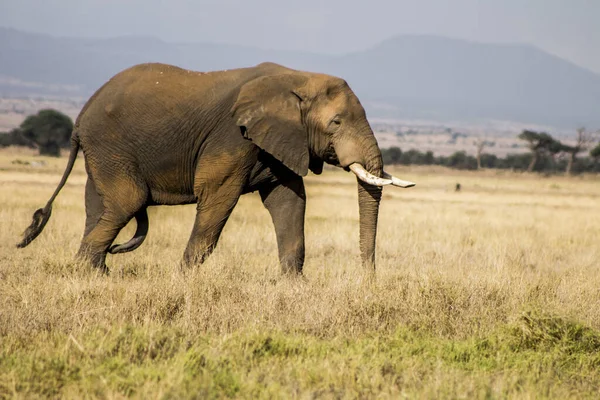 Une Vue Latérale Gros Éléphant Marchant Sur Sol Herbeux — Photo