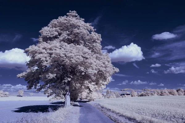 부정적 필터와 길가에 나무의 아름다운 — 스톡 사진