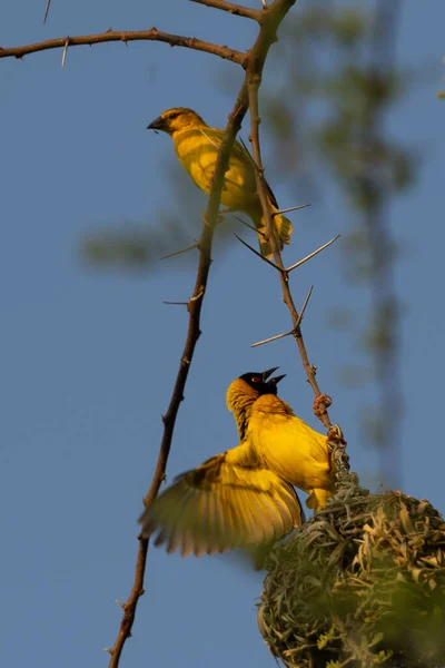 Sebuah Gambar Vertikal Dari Burung Kuning Serengeti Tanzania — Stok Foto