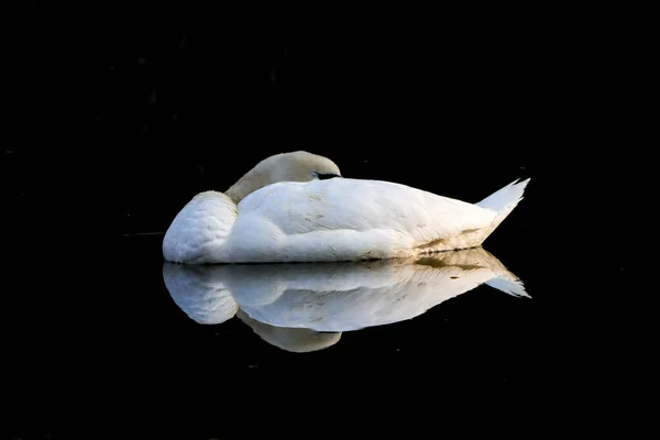 Detailní Záběr Bílé Labutě Spící Jezírku Odrážející Vody — Stock fotografie