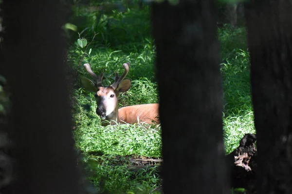 森の中に角のある野生の鹿 — ストック写真