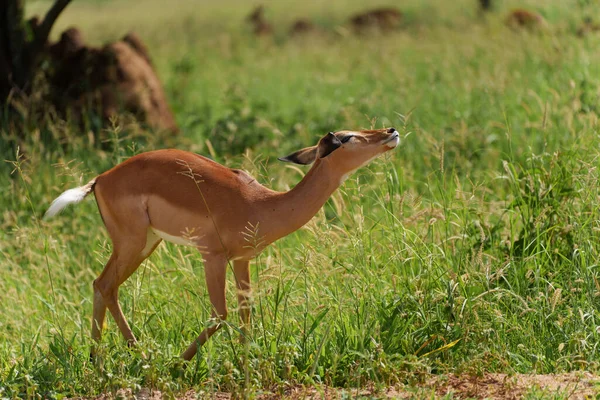 Gros Plan Une Impala Dans Forêt Serengeti Tanzanie — Photo