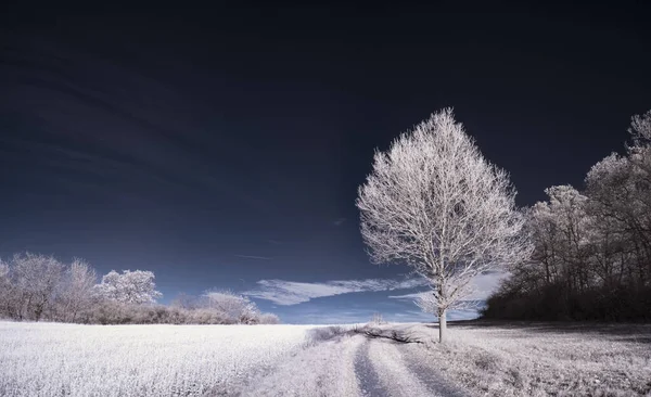 Eine Landschaft Mit Schneebedeckten Bäumen Unter Wolken — Stockfoto