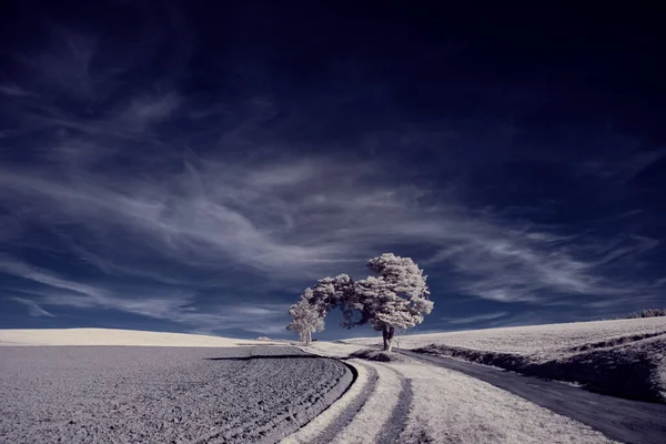 Paysage Avec Des Arbres Enneigés Sous Ciel Avec Des Nuages — Photo