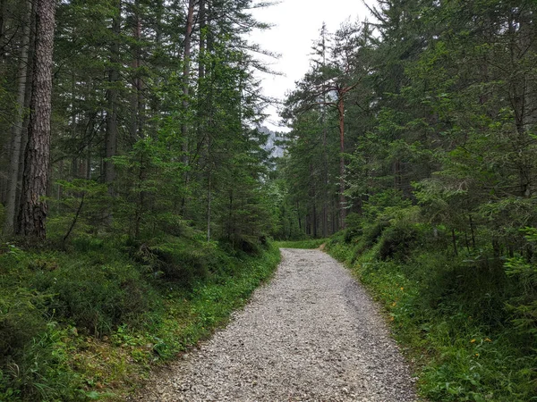 Les Arbres Verts Luxuriants Long Sentier Dans Forêt — Photo